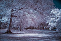 Autumn In Infra-Red