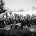 City Flowers