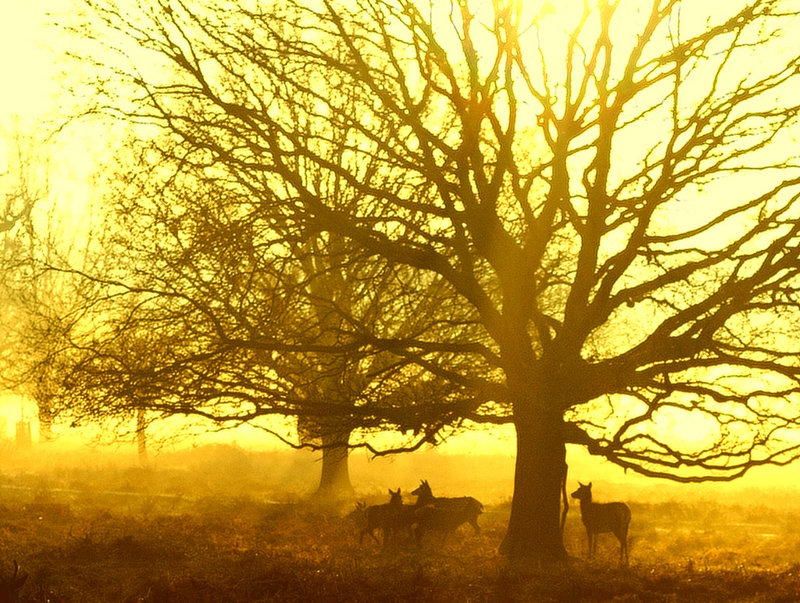 deer in golden light