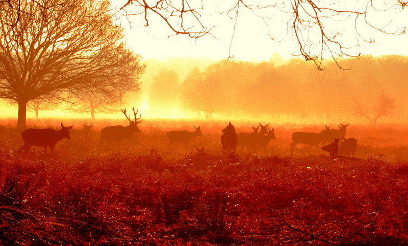 deers in the mist