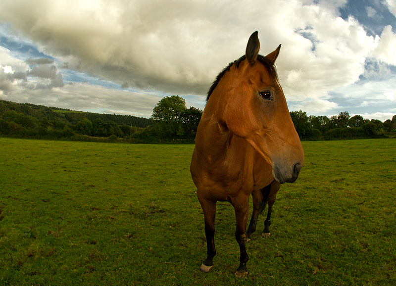 Aslan