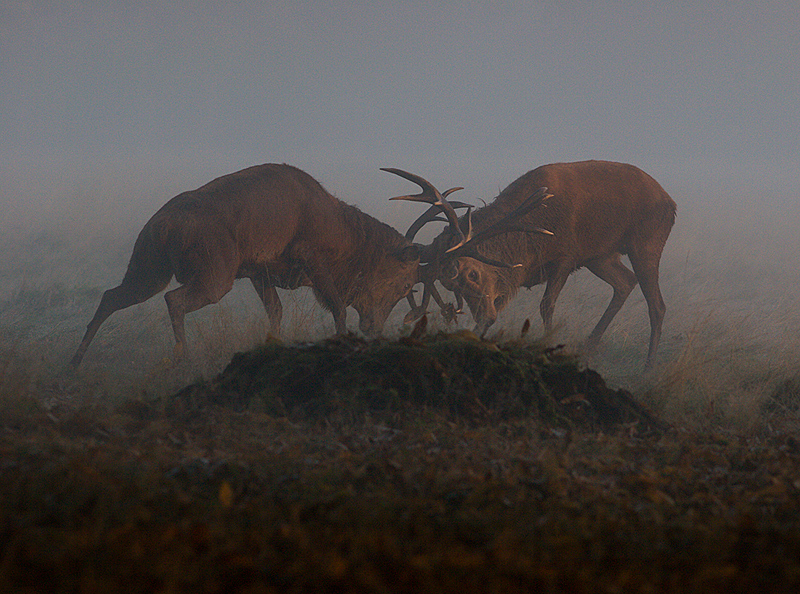 Battle Horns