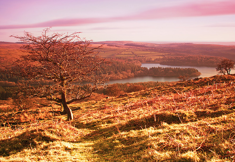 Tree On Top Of The World