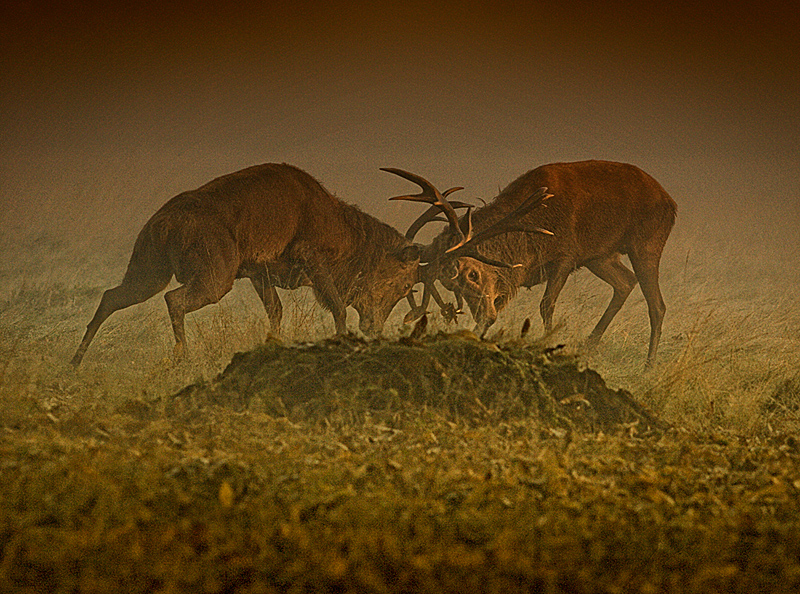 Battle Horns