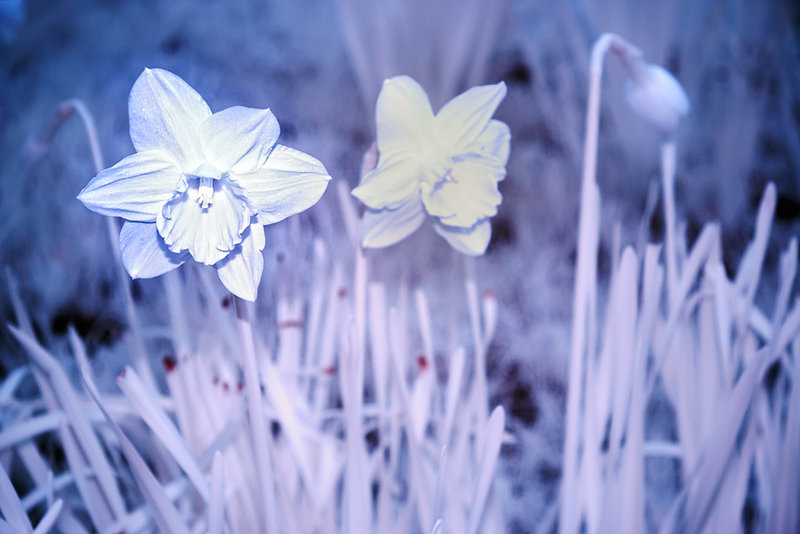 Daffodils in IR