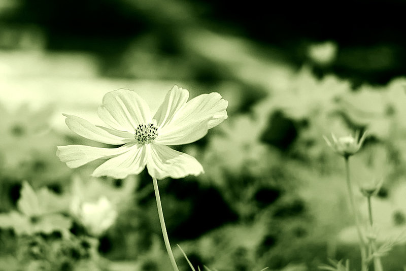 Flower in I.R.