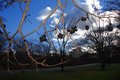 Boston 1-2-07-6-640 ( Blackberries )