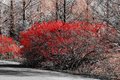 Boston 1-2-07-8-640 ( Red Berries 1 )