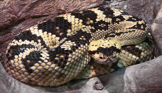Hiss....