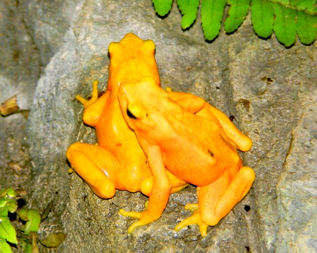 You calling us yellow ?