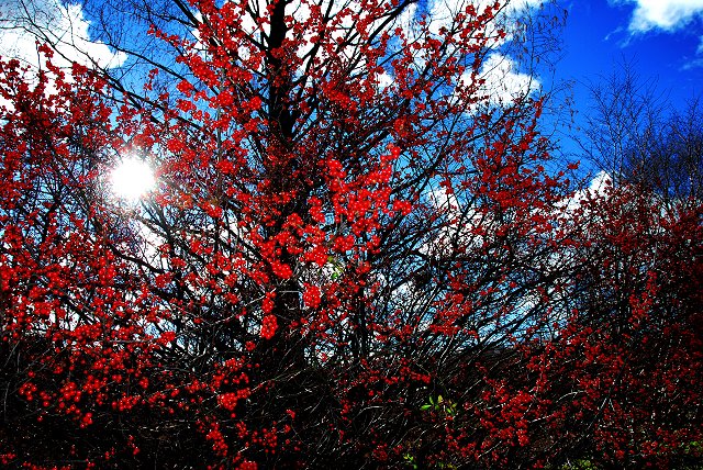 Boston 1-2-07-9-640 ( Red Berries 3 )