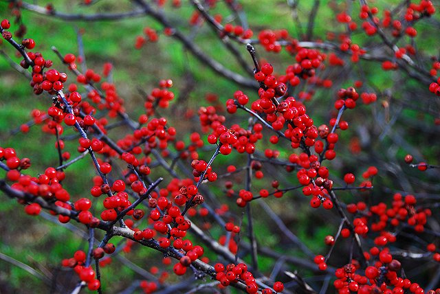 Boston 1-2-07-10-640 ( Red Berries 2 )