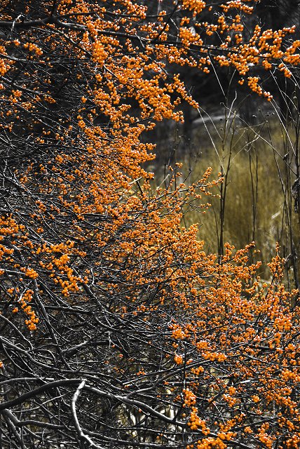 Boston 1-2-07-11-640 ( Orange berries ? )