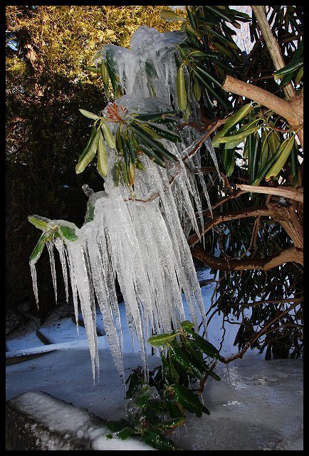 Tree-cicles - DQ'd