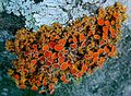 Jacaranda_fungii