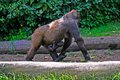 Gorilla&Baby