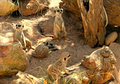 Meerkat Manor