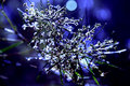 Tea Tree blue