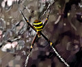 St Andrews Cross Spider