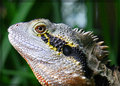 Water-Dragon-cropped