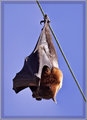 Grey Headed FlyingFox