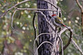 Redbrow Waxbill