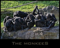 The Monkees