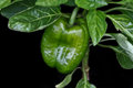 1st Capsicum in the new Vegie garden