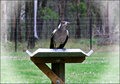 Juvenile Magpie