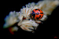Ladybird