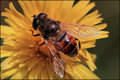 Fly