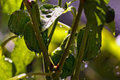 Baby Capsicum
