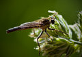 Robber Fly