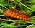 Orange Caterpillar