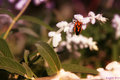 Flower & Stink Bug