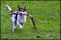 Fetch Katee