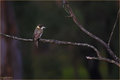 Grey Butcher Bird (Cracticus torquatus)