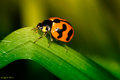 Lady Beetle