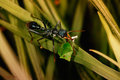 Bullant Breakfast