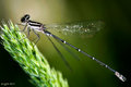 Black & White Damselfly