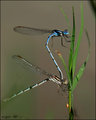 Double Decker Damselflies
