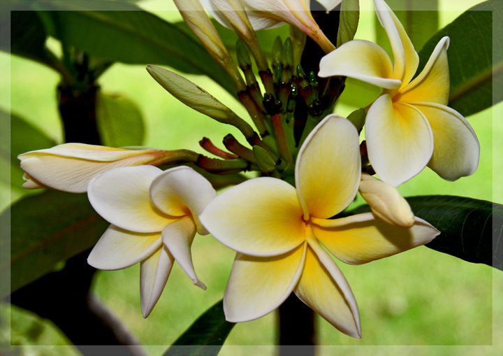 Day 17 - Frangipani