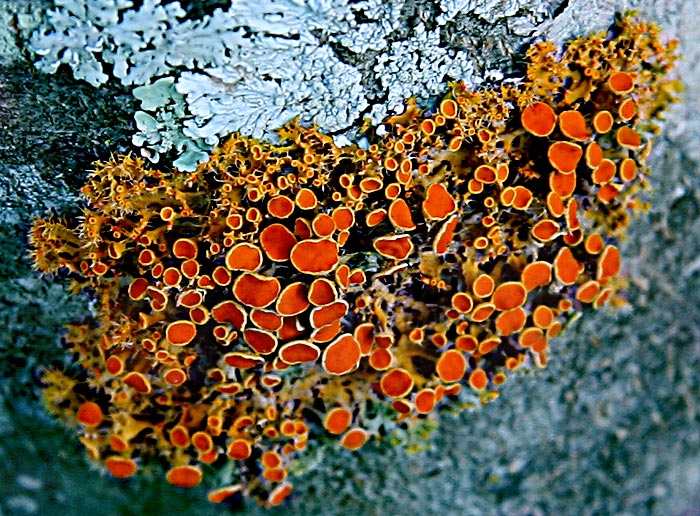 Jacaranda_fungii