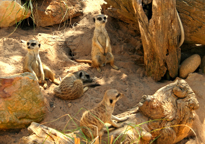 Meerkat Manor