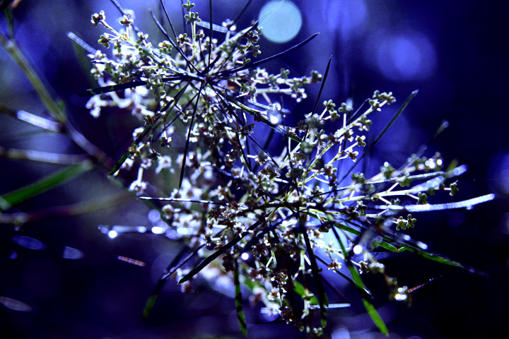 Tea Tree blue