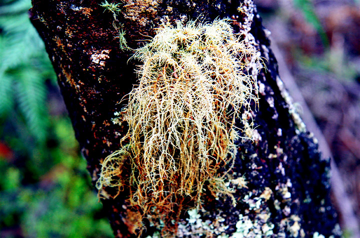 Beard Fungi