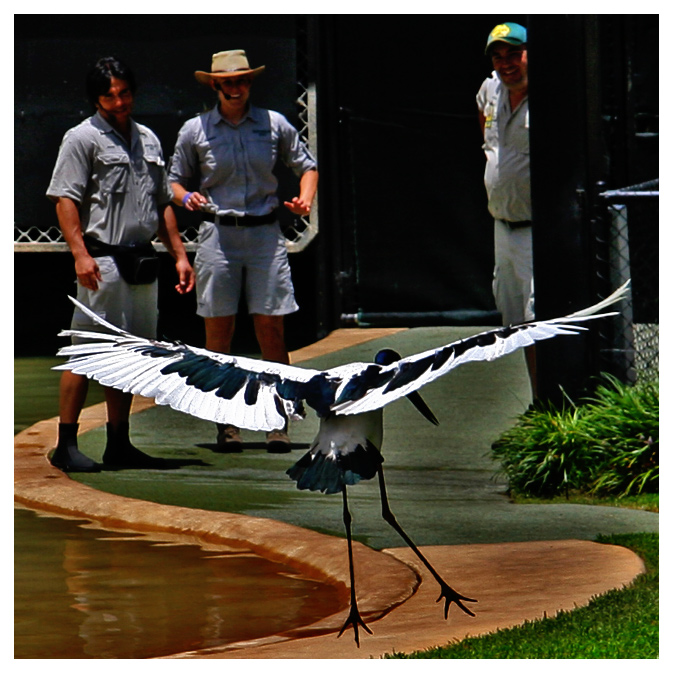 Jabiru  -  Touch Down