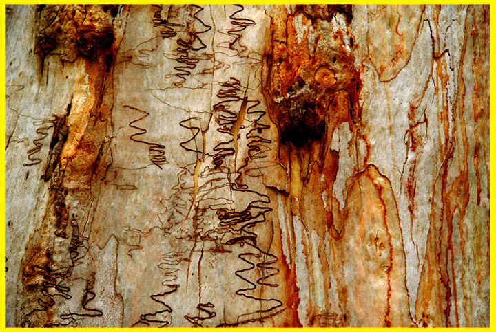 Scribbly Gum