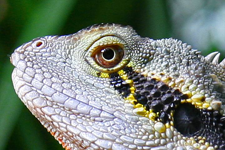 Water-Dragon