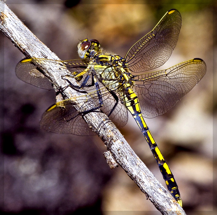 Dragonfly